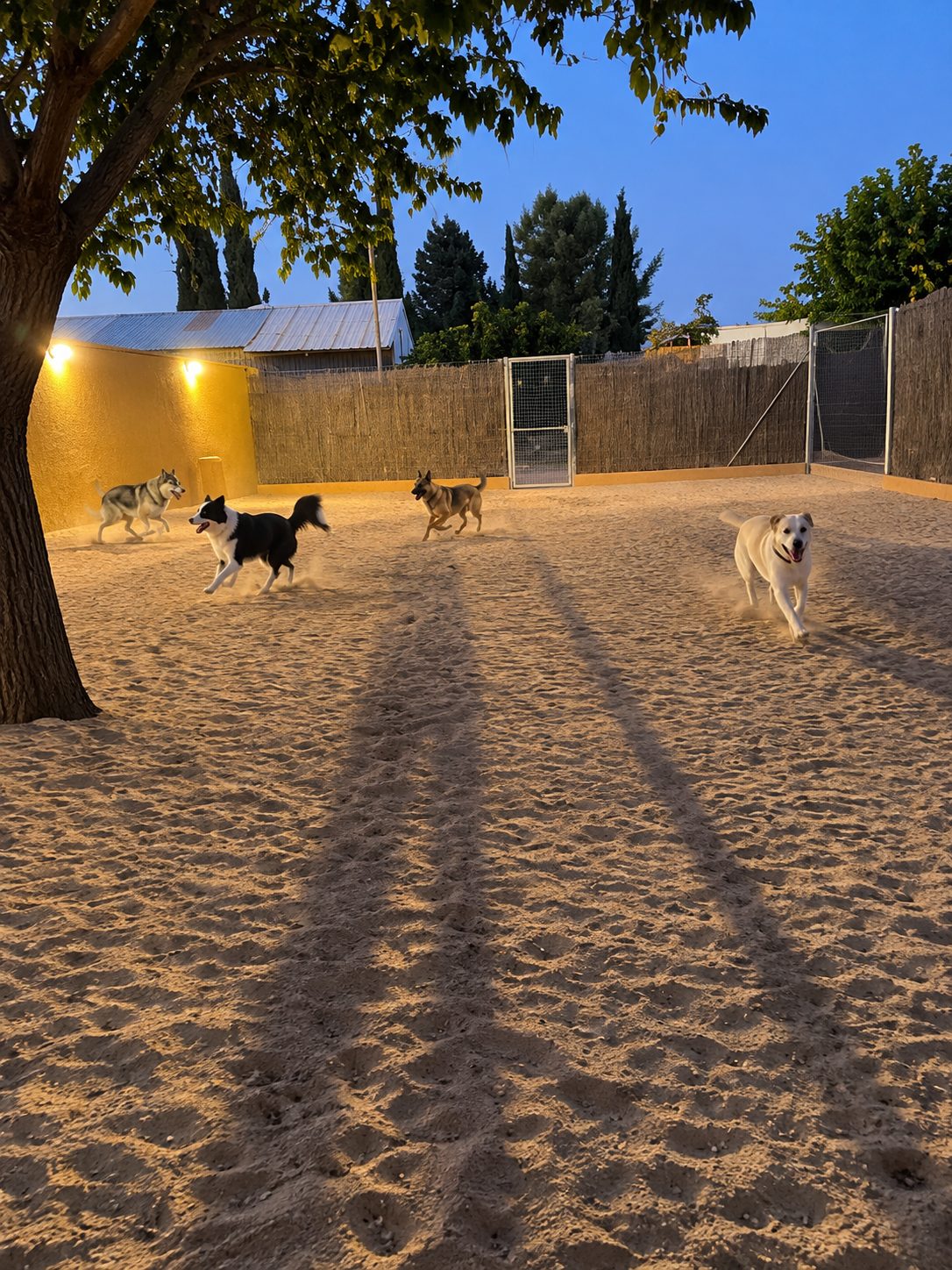 Perros corriendo por el patio de arena al atardecer