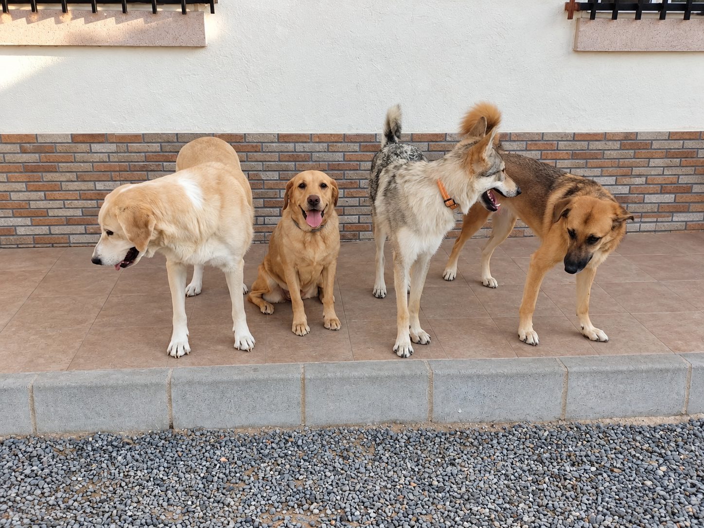 Grupo de perros de la guardería juntos y tranquilos