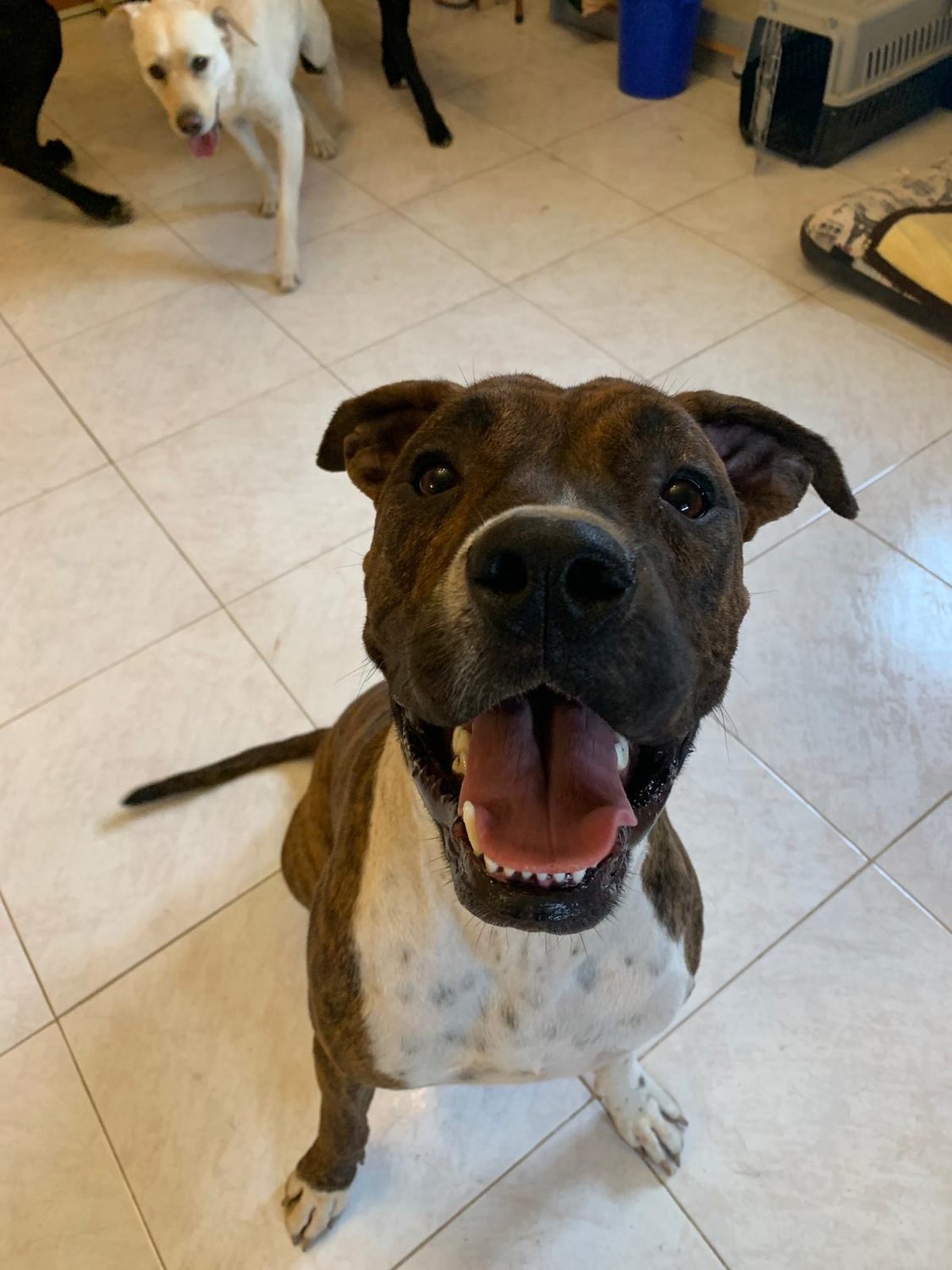 Perro atigrado sonriendo a la cámara en la guardería