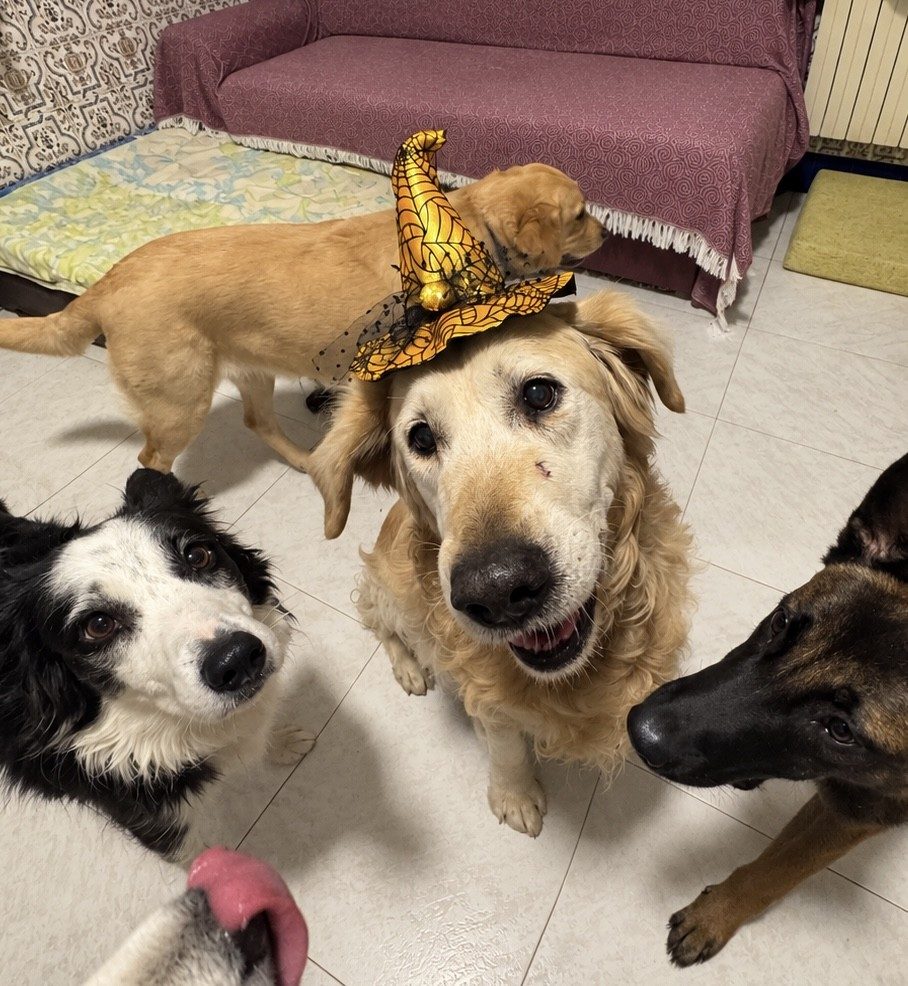 Perros atentos celebrando un cumpleaños