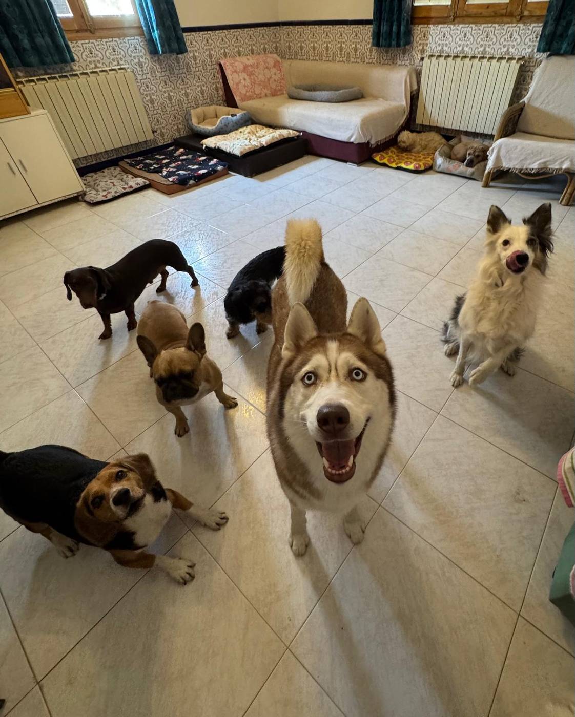 Varios perros juntos en la sala